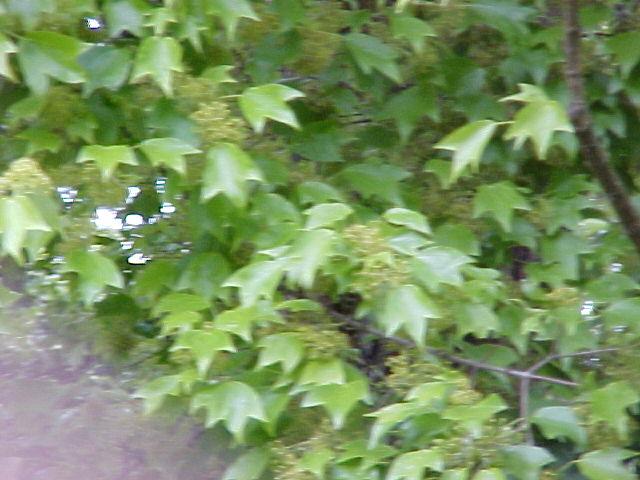 Acer macrophyllum