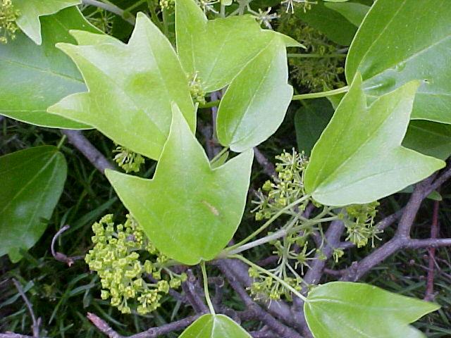 Acer macrophyllum