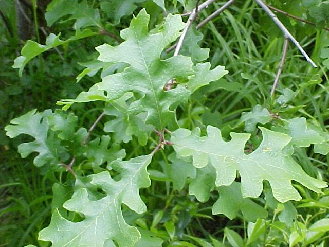 Quercus lobata
