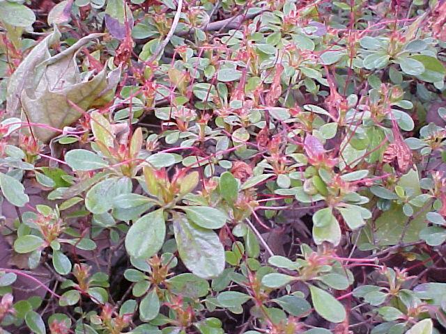 Rhododendron indicum