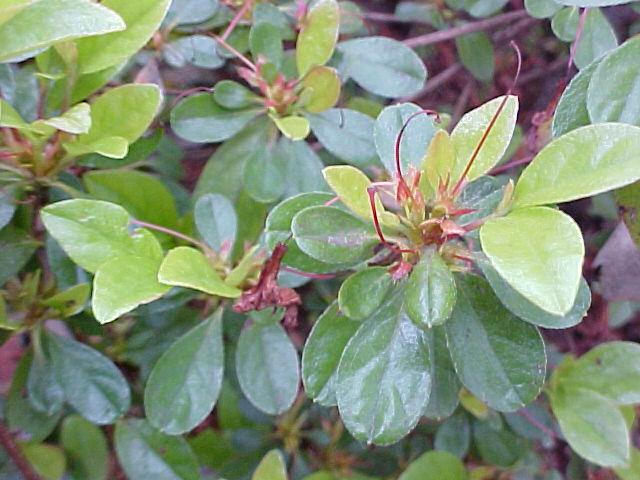 Rhododendron indicum