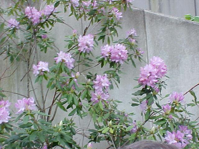 Rhododendron hybrids