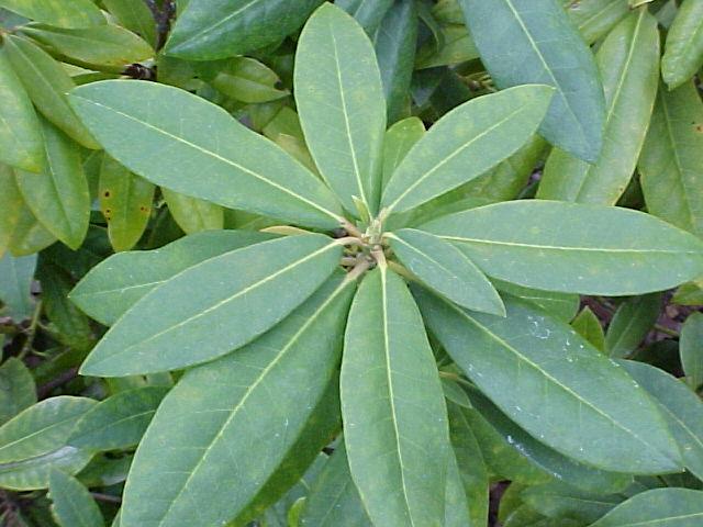 Rhododendron hybrids
