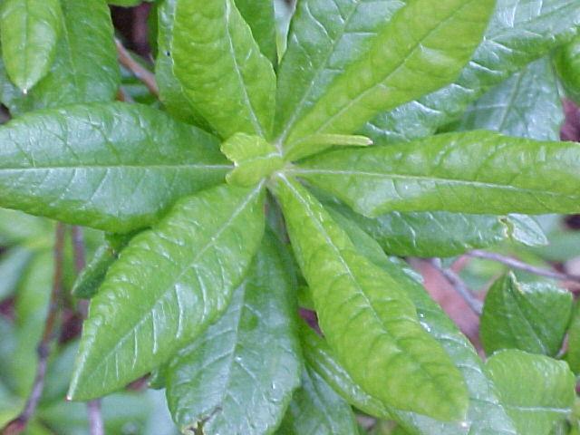 Rhododendron occidentale hybrids