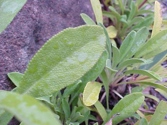 Salvia sonomensis