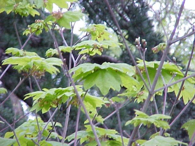 Acer circinatum