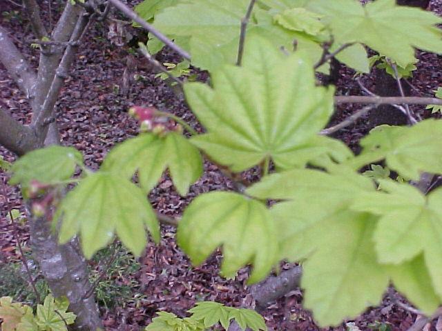 Acer circinatum