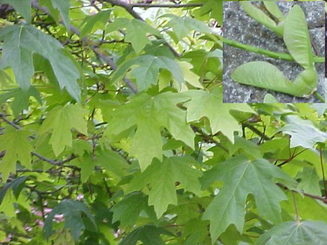 Acer macrophyllum