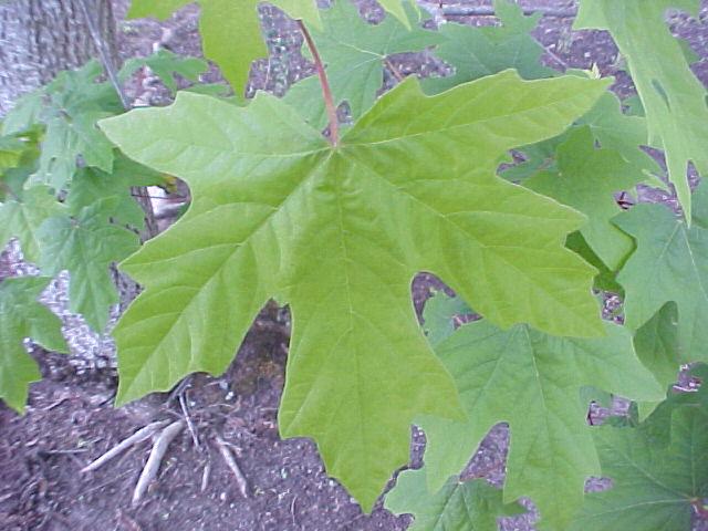 Acer macrophyllum