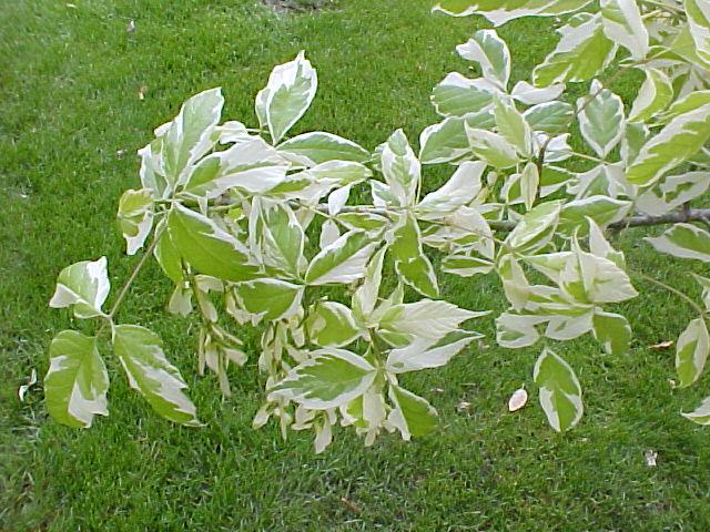 Acer negundo 'Variegatum'