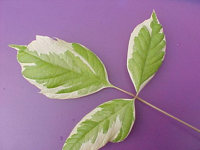 Acer negundo 'Variegatum'