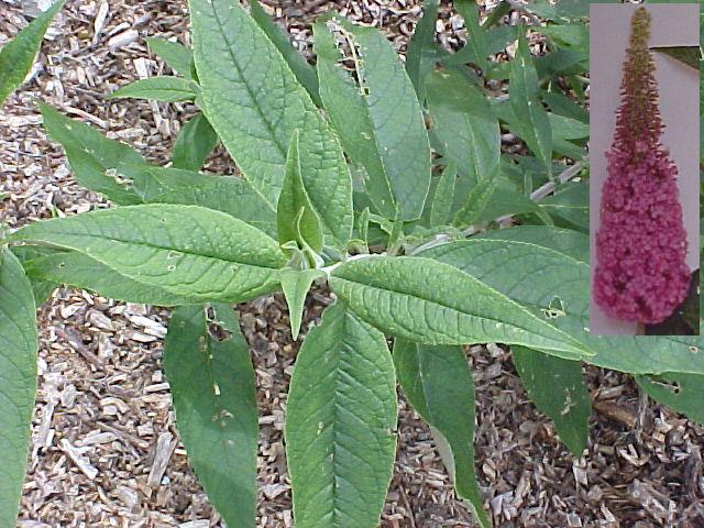 Buddleja davidii
