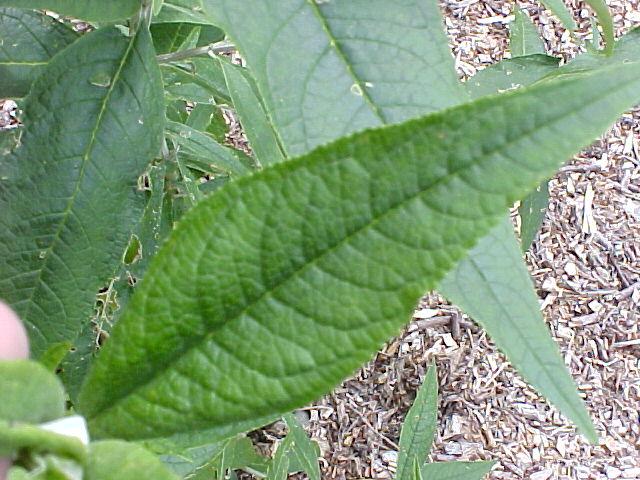 Buddleja davidii
