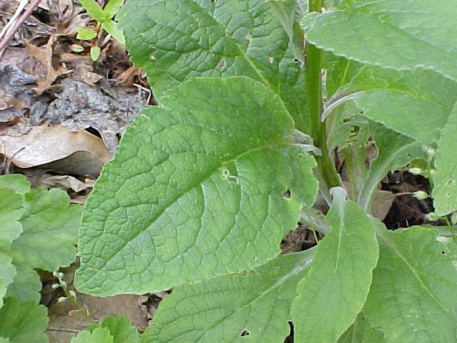 Digitalis purpurea