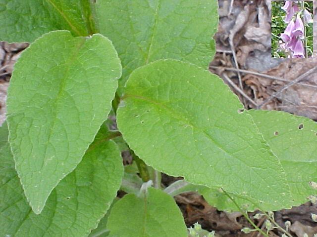Digitalis purpurea