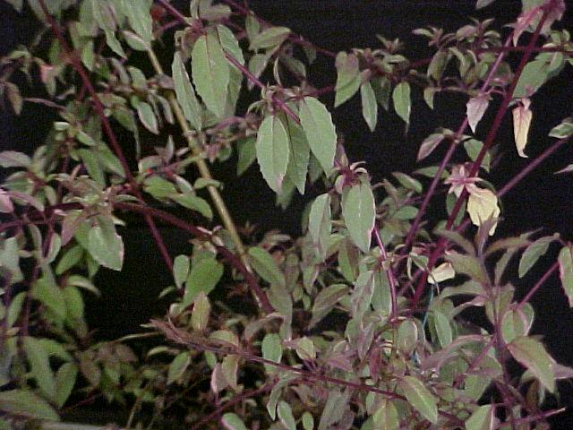 Fuchsia magellanica 'Versicolor'