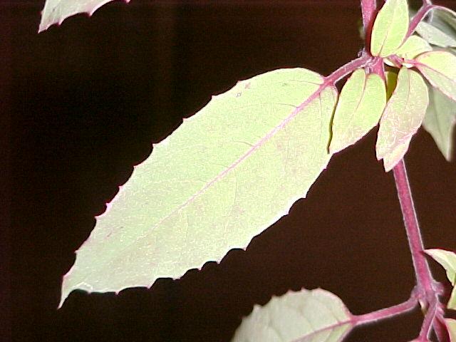 Fuchsia magellanica 'Versicolor'