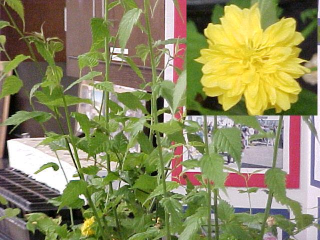Kerria japonica 'Pleniflora'