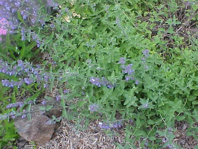 Nepeta x faassenii