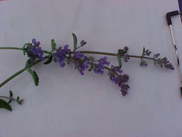 Nepeta x faassenii