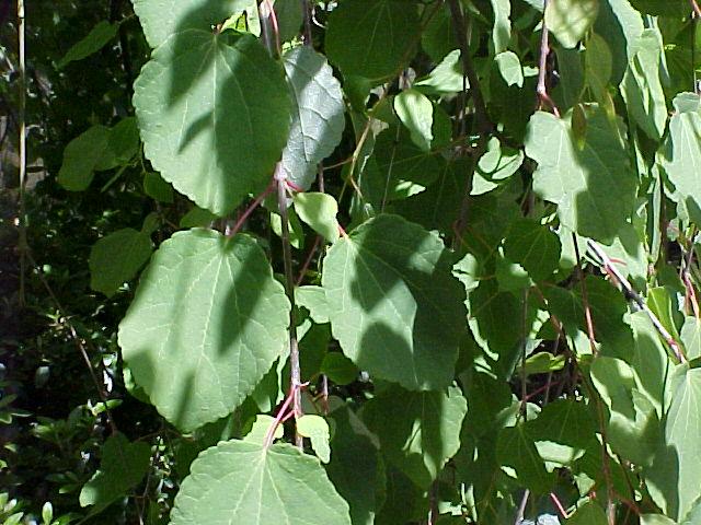 Cercidiphyllum japonicum