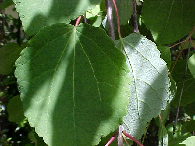 Cercidiphyllum japonicum