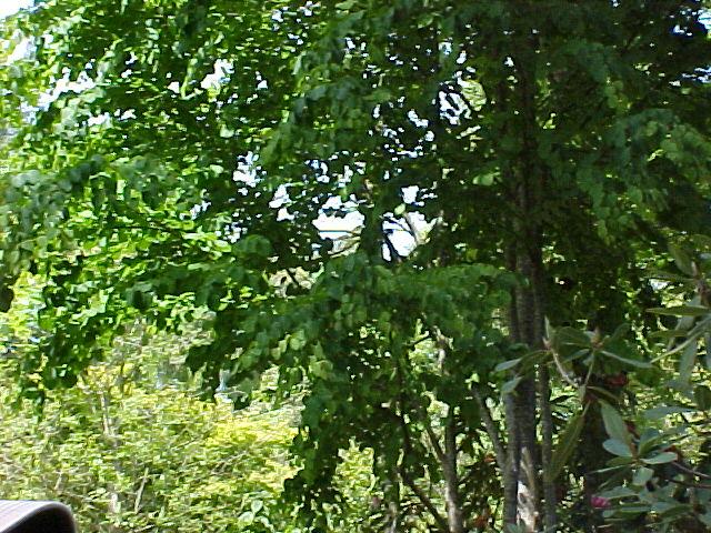 Cercis canadensis