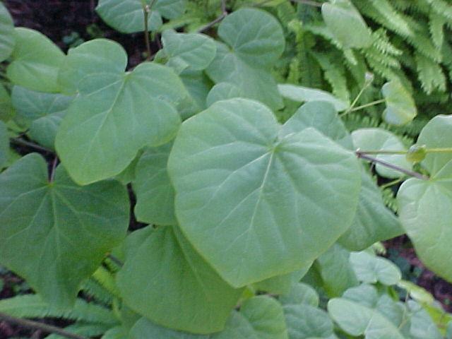 Cercis canadensis