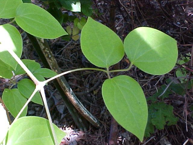 Clematis x jackmanii
