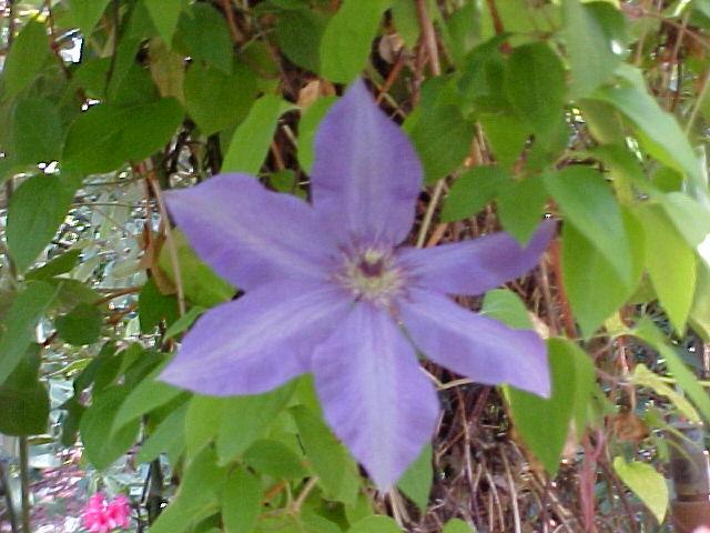 Clematis x jackmanii