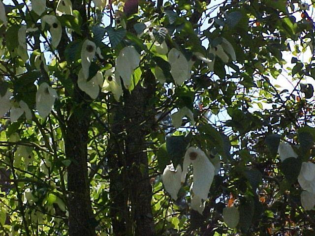 Davidia involucrata