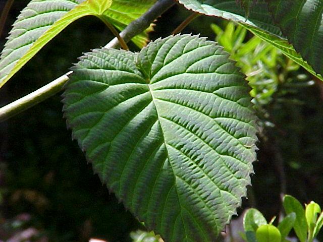Davidia involucrata