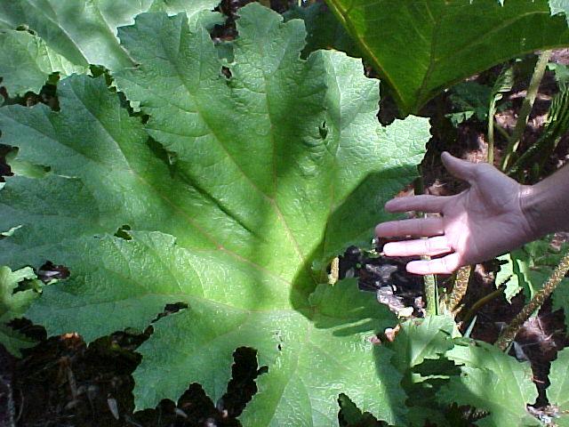 Gunnera tinctoria