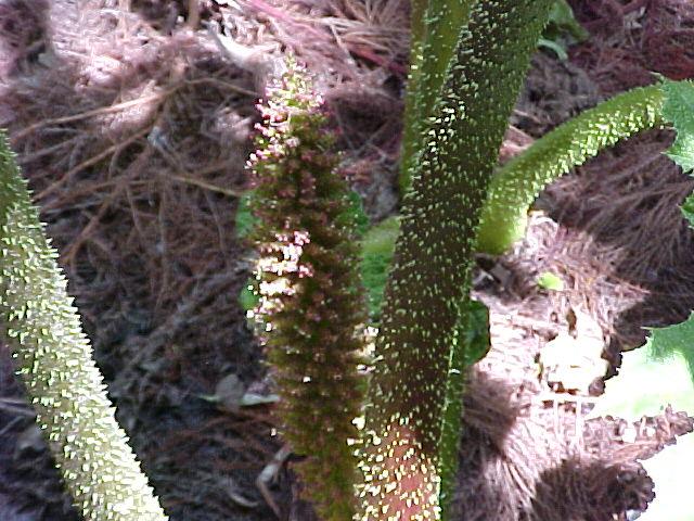 Gunnera tinctoria