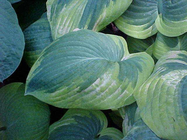 Hosta spp.