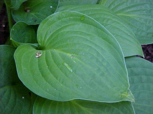 Hosta spp.