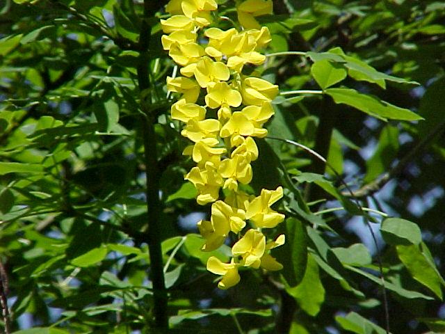 Laburnum x watereri 'Vossii'