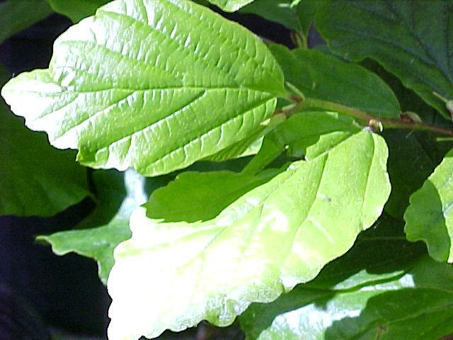 Parrotia persica