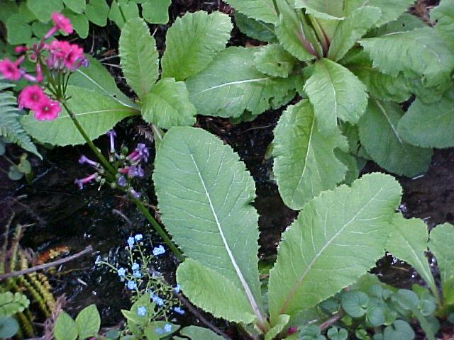 Primula japonica hybrids