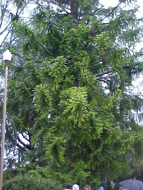 Araucaria bidwillii