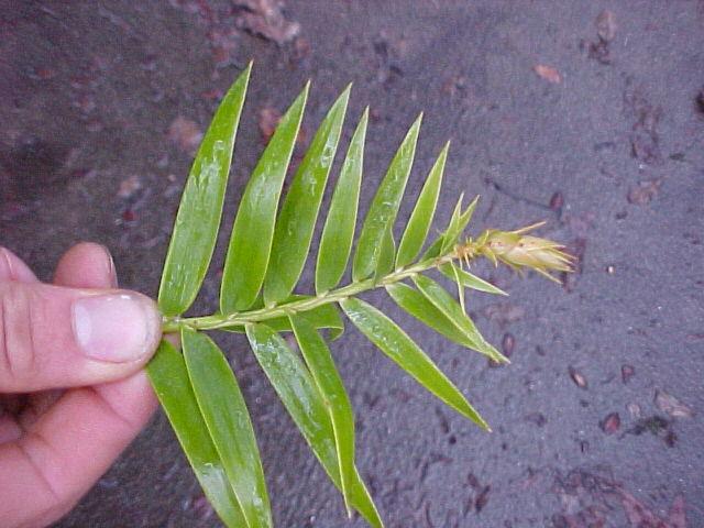 Araucaria bidwillii