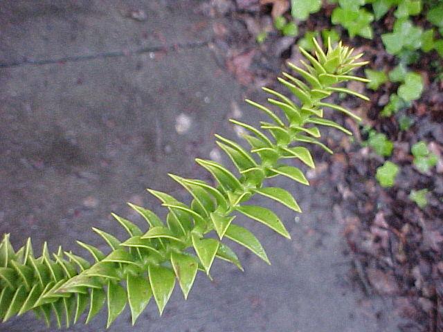 Araucaria bidwillii