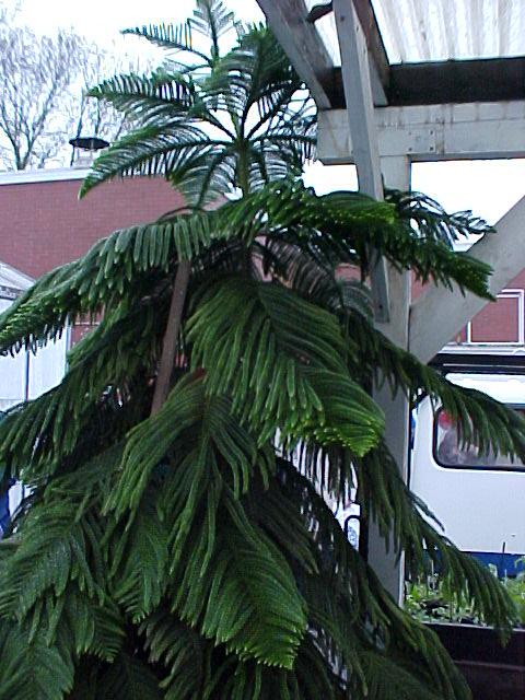 Araucaria heterophylla