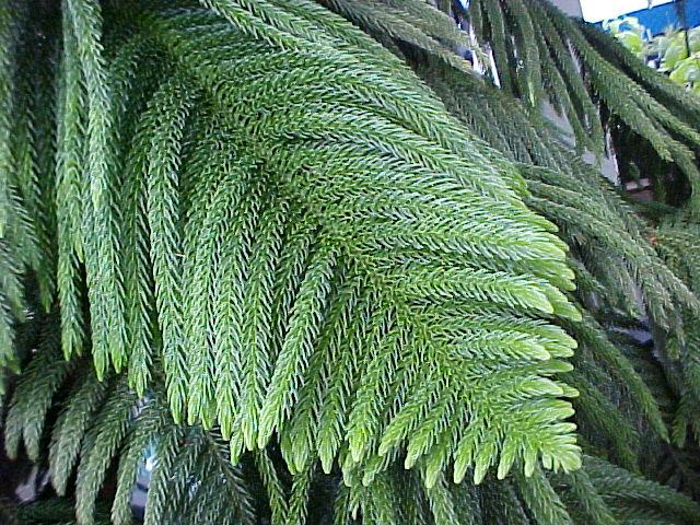 Araucaria heterophylla