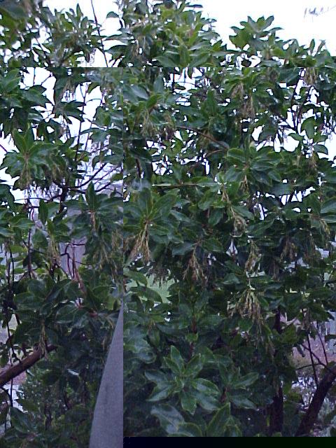 Arbutus 'Marina