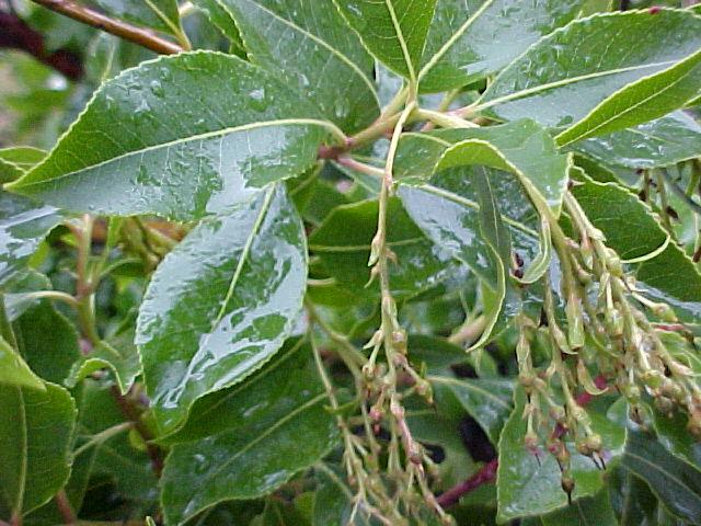 Arbutus 'Marina