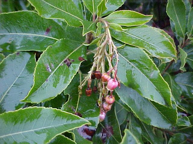 Arbutus 'Marina