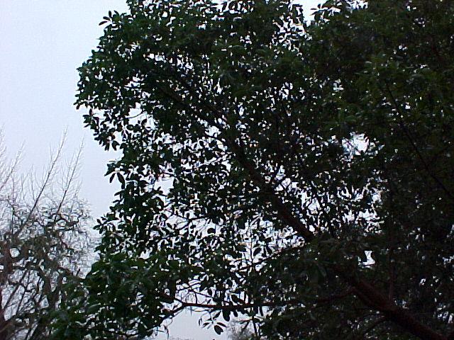 Arbutus menziesii