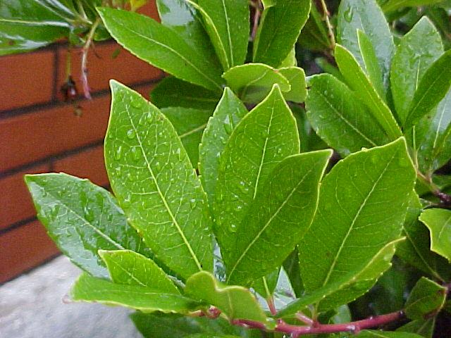 Arbutus unedo