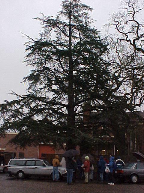 Cedrus atlantica